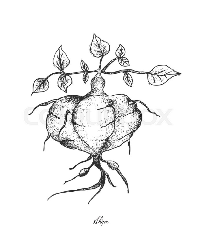 693x800 Root And Tuberous Vegetables, Illustration Hand Drawn Sketch