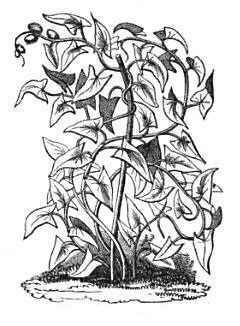 240x326 Yam Toxicity