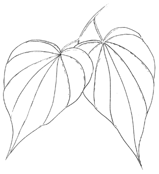 321x350 Dioscorea Villosa, Wild Yam