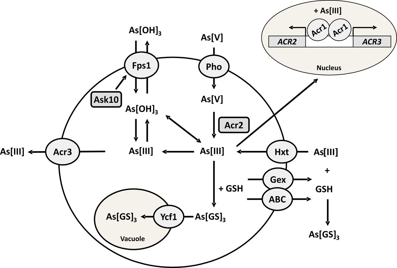 1280x863 Disentangling Genetic And Epigenetic Determinants Of Ultrafast