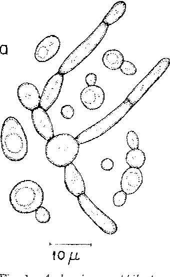 340x554 Figure 1 From The Yeast Genus Ambrosiozyma Gen. Nov. (Ascomycetes