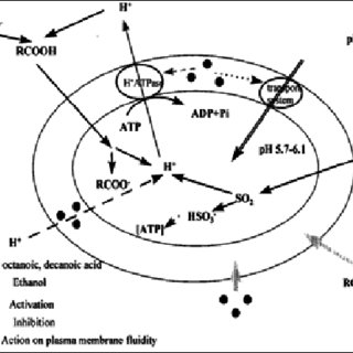 320x320 Mechanisms Of Inhibitors Action On Wine Yeast Metabolism During