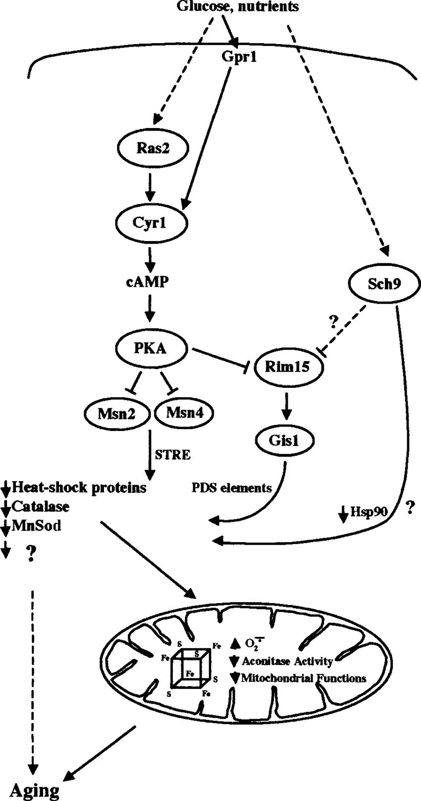 850x1615 Model For The Regulation Of Stress Resistance And Aging In Yeast