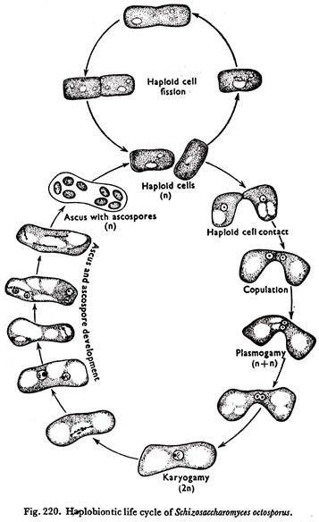357x584 Reproduction In Yeast (With Diagram) Fungi