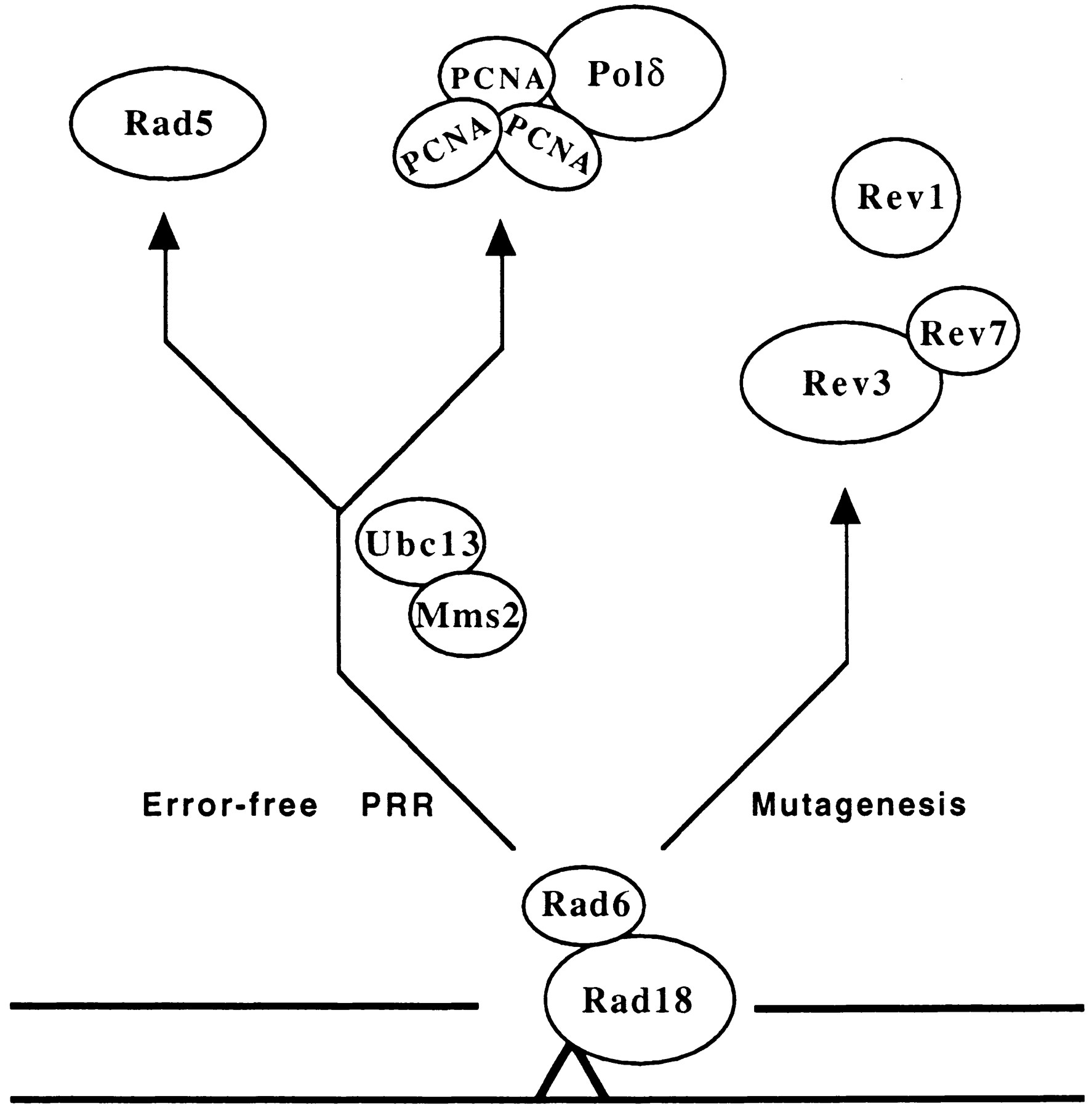 1774x1800 The Saccharomyces Cerevisiae Rad6 Group Is Composed Of An Error
