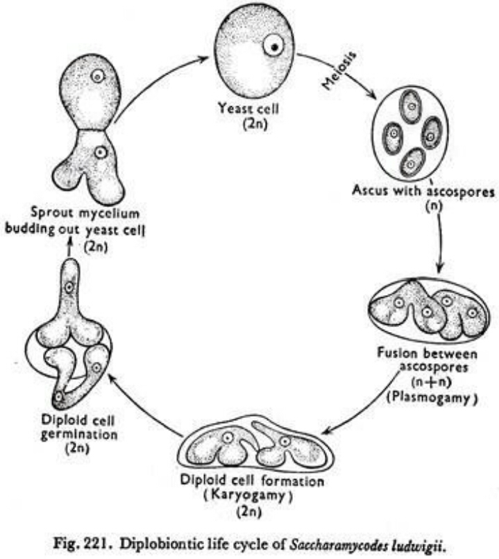 The best free Yeast drawing images. Download from 49 free drawings of ...