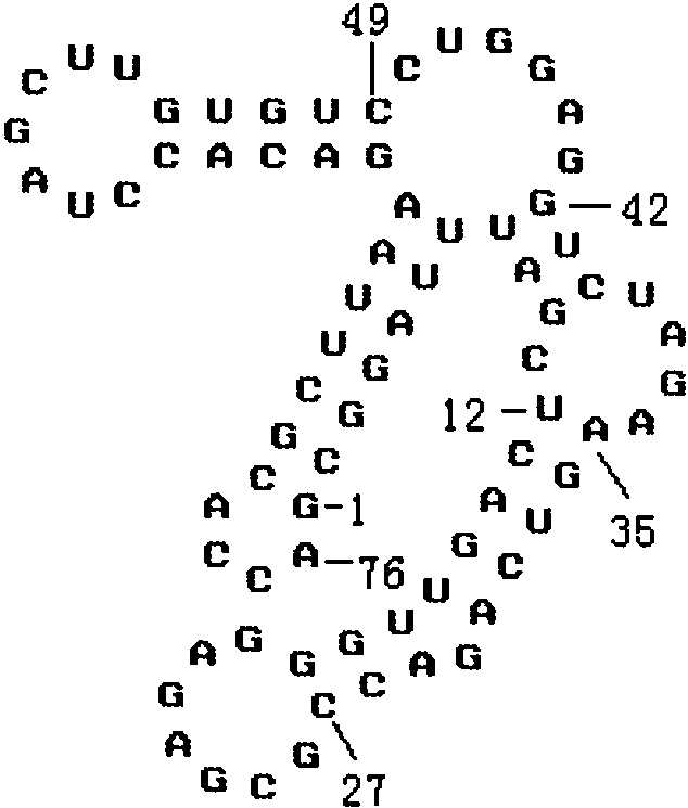 634x745 A) Yeast Trna Phe Secondary Structure With The Free Energy 16.90