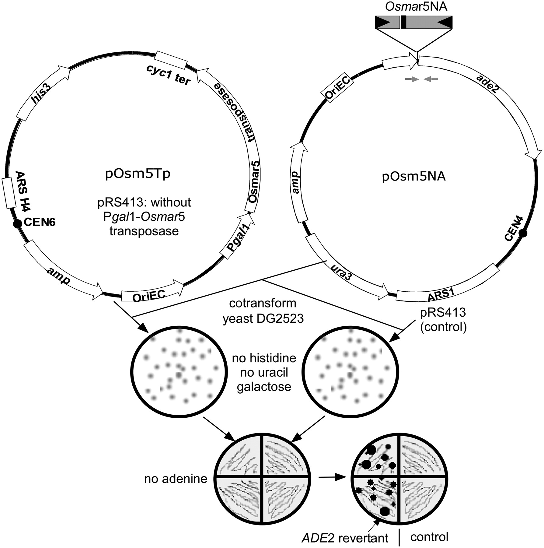 1788x1800 A Rice Tc1mariner Like Element Transposes In Yeast Plant Cell