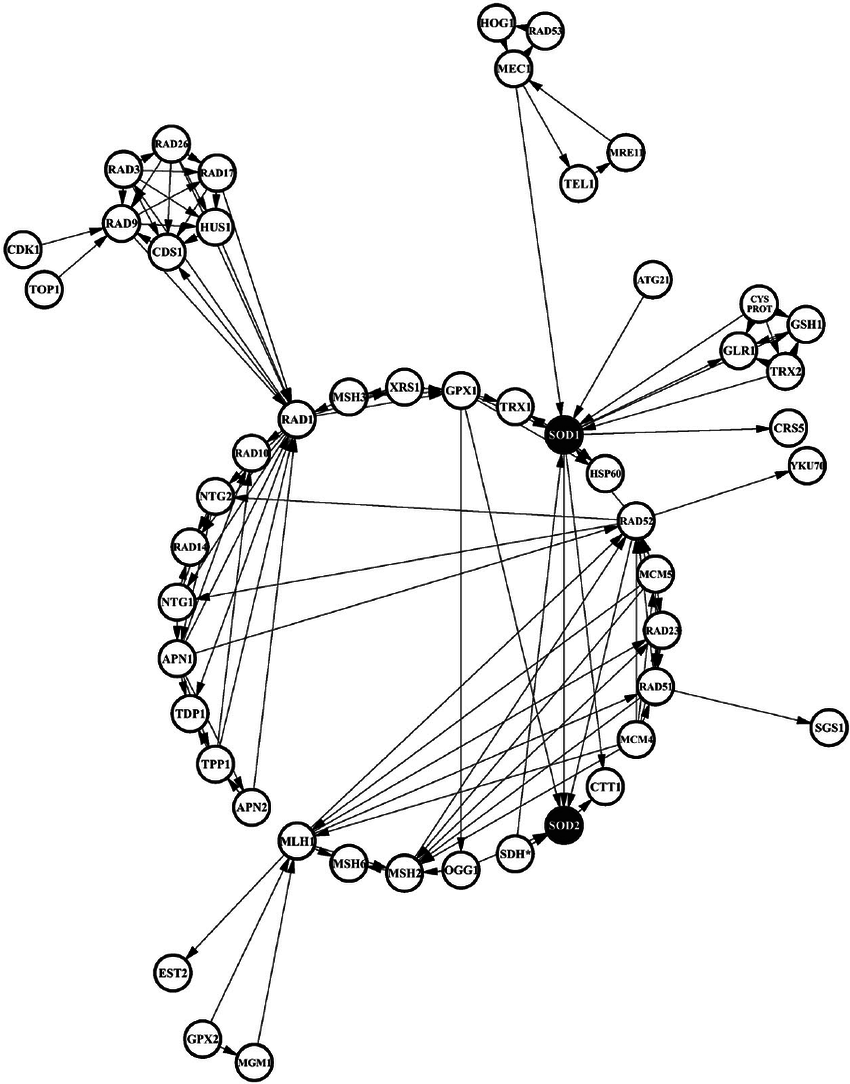 850x1084 A Literature Data Mining Network Between Yeast Sod1psod2p (Black
