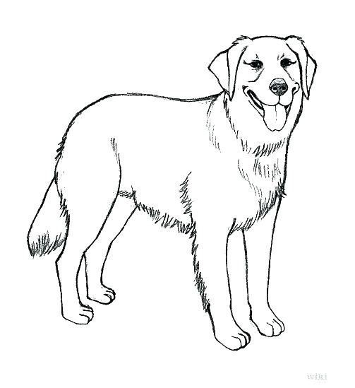 503x549 Yellow Lab Puppy Coloring Pages In Chocolate