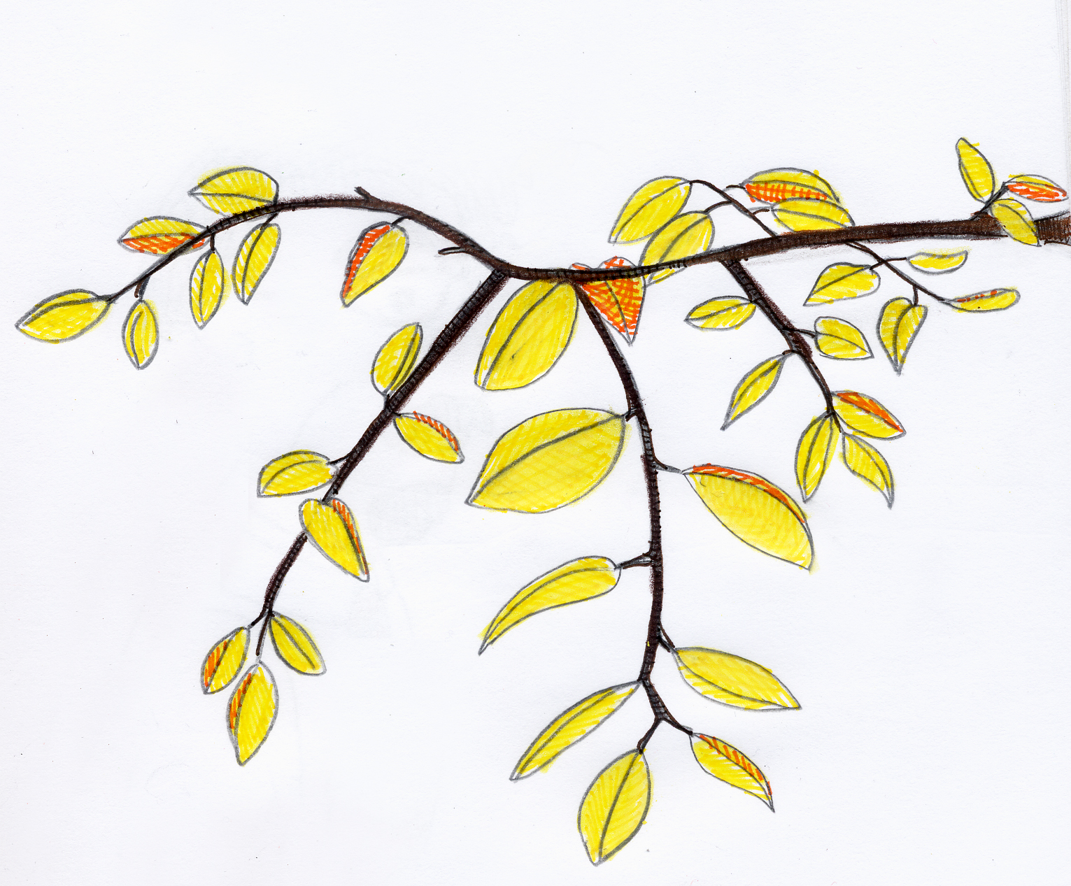 1531x1267 Yellow Leaves On A Branch Art Of My Mind