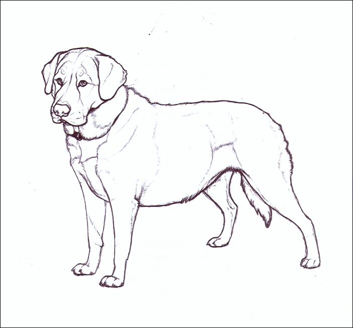 702x653 Drawing Labradors How To Draw Labradors