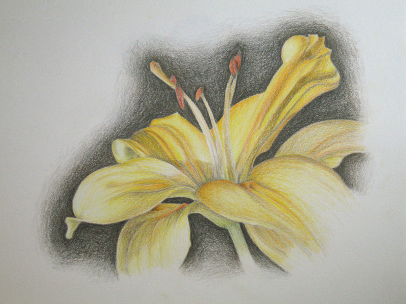 800x600 Yellow Lily Drawing By I Am Coma White