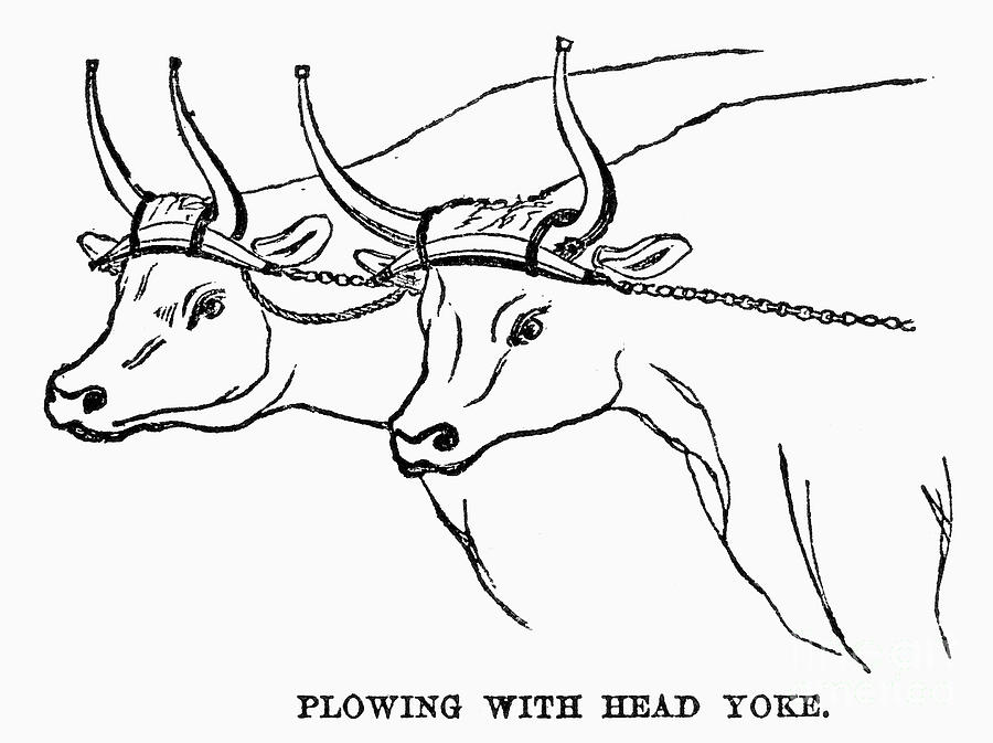 900x673 Plowing With Head Yoke Photograph By Granger