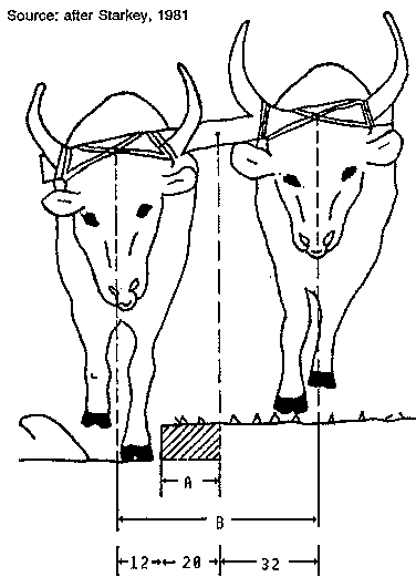 376x521 3.4 The Length Of Yokes
