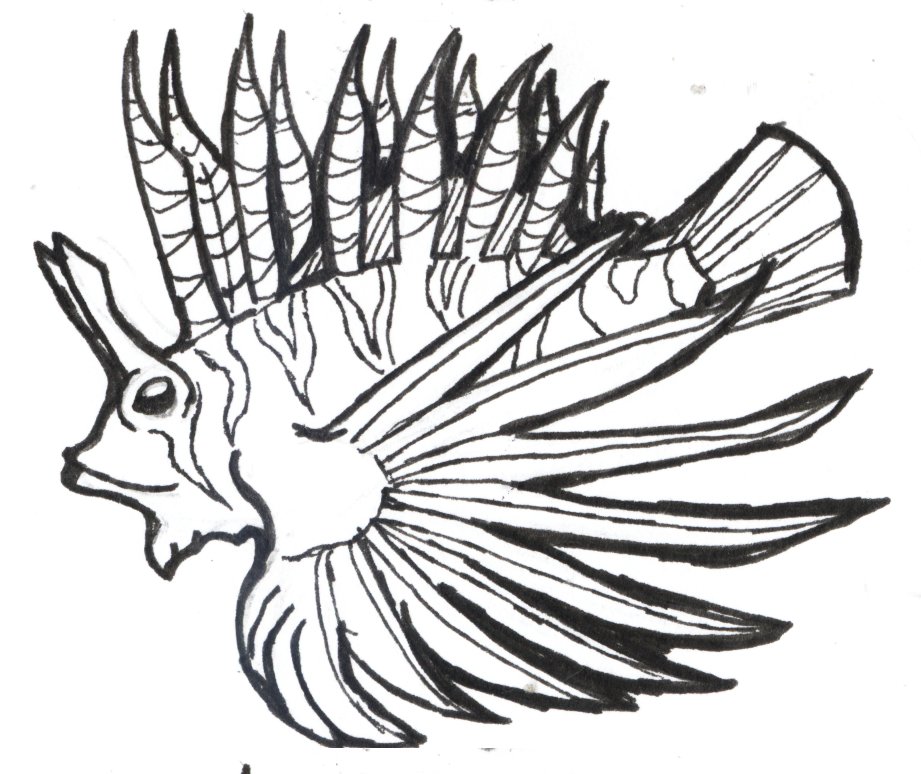 921x774 How To Draw A Lionfish Step By Step