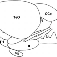 228x228 Lateral View Of The Zebrafish Brain, Modified From Wulliman Et Al