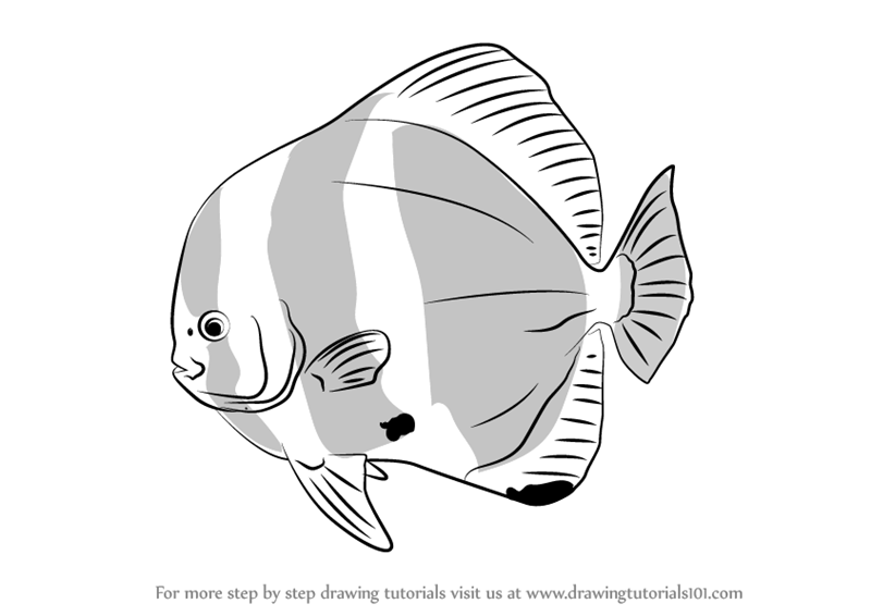 800x566 Learn How To Draw An Orbicular Batfish (Fishes) Step By Step