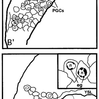 320x320 Morphology Of Pl Cells In Zebrafish Embryos