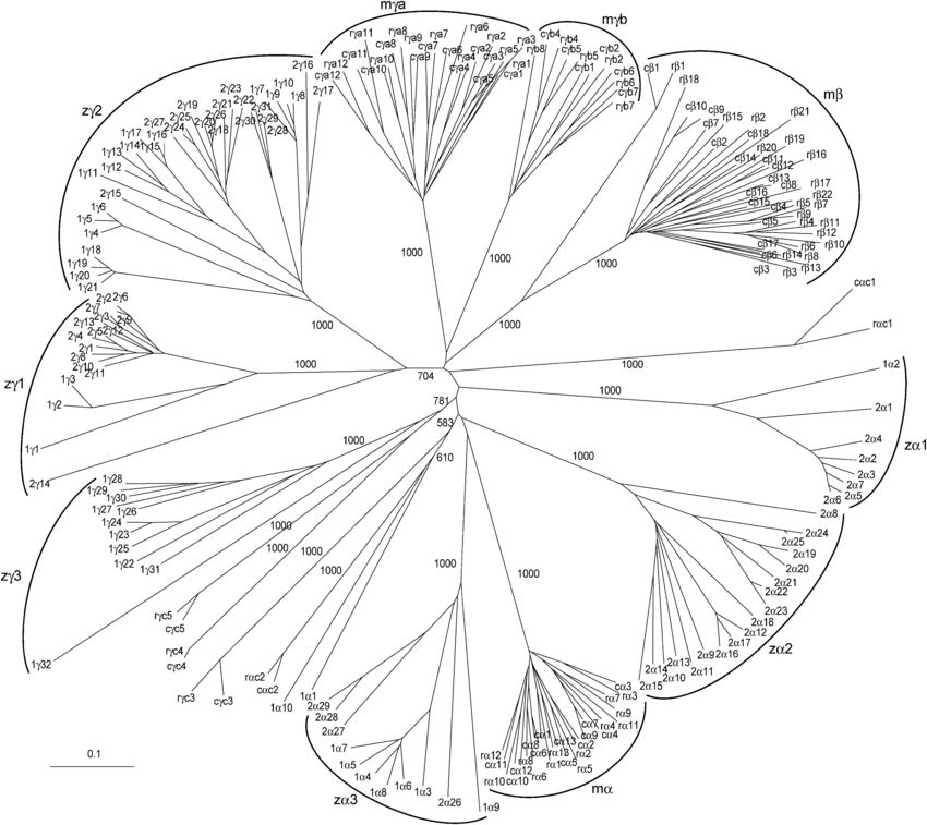 850x757 Phylogenetic Tree Of Chimpanzee (C), Rat (R), And Zebrafish (Z) (1
