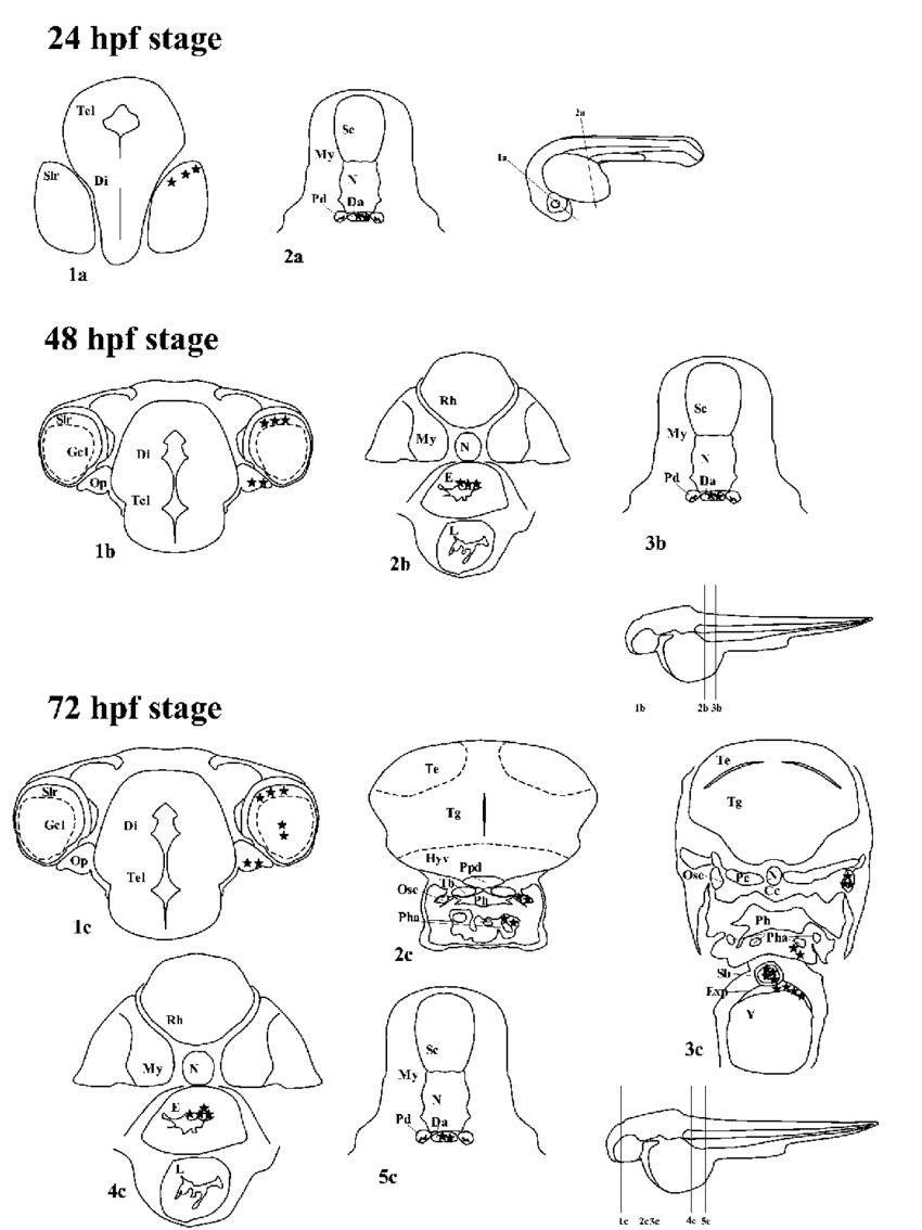 850x1134 Schematic Drawings Illustrating The Distribution Of Pacap Like Ir