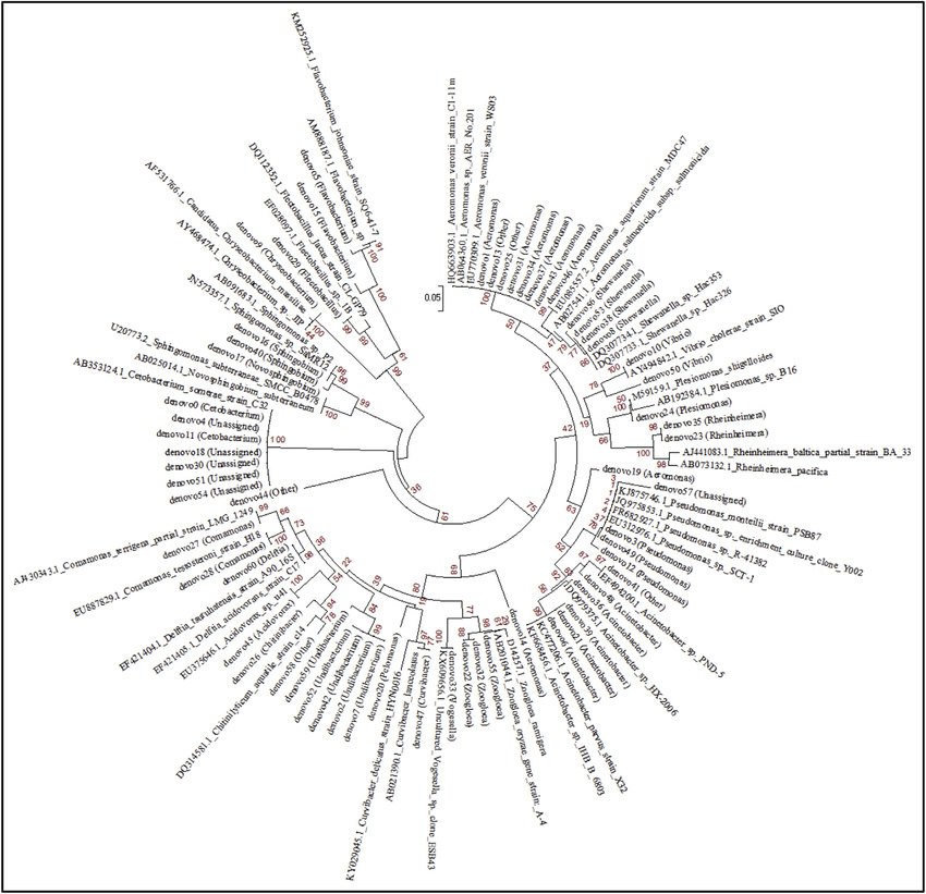 850x821 The Phylogenetic Analysis Of Microbiota Of Zebrafish Fecal Matter