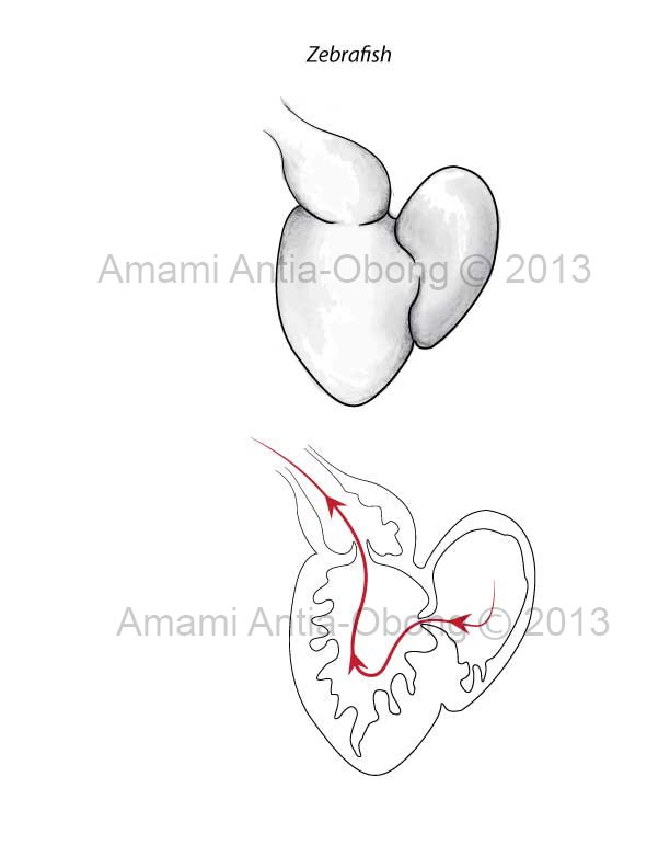 612x792 Zebrafish Heart Internal Workings
