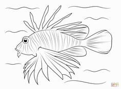 236x175 Zentangle Stylized Zebrafish (Lionfish)