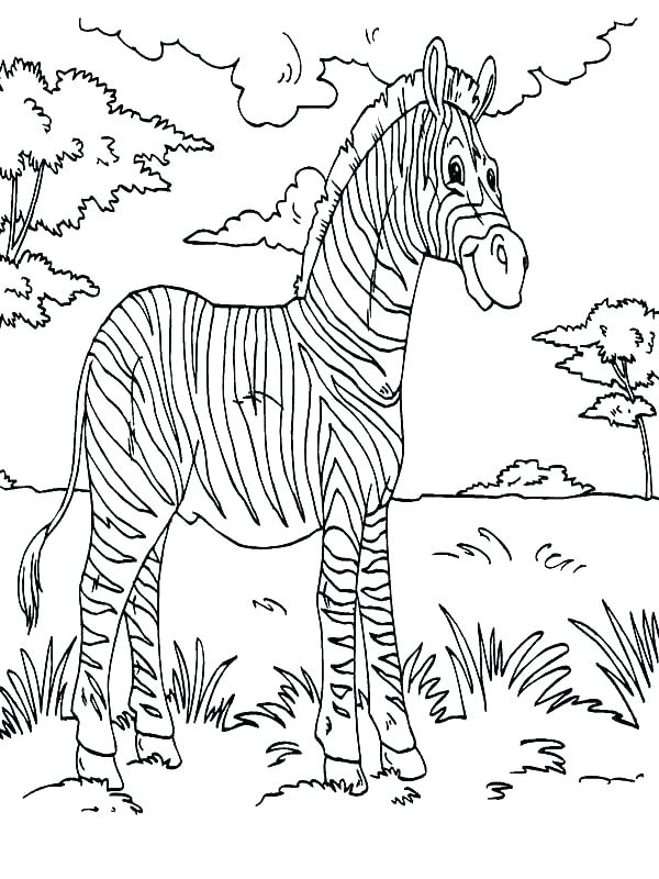 600x800 Coloring Page Zebra Baby Zebra Coloring Pages Zebra Color Page