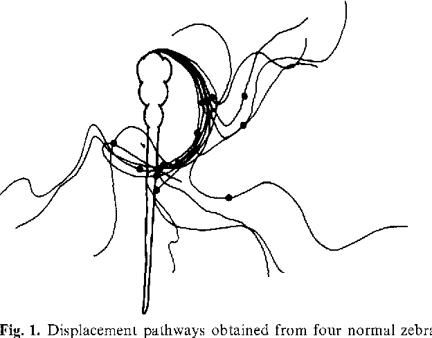 Zebrafish Drawing at GetDrawings | Free download