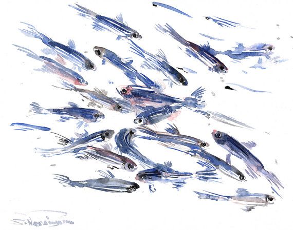 570x449 Zebrafish, Original Watercolor Painting, 11 In X 14 In, Aquarium