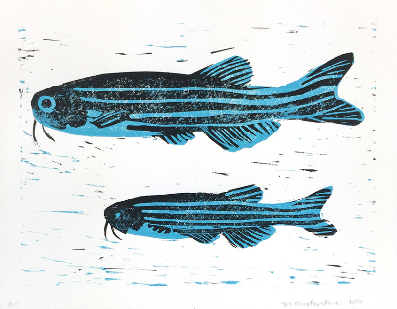 813x632 Zebrafish Michelle Constantine