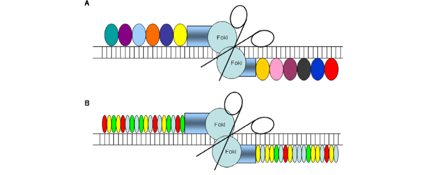850x346 Schematic Drawing Of Zinc Finger Nucleases (Zfns)