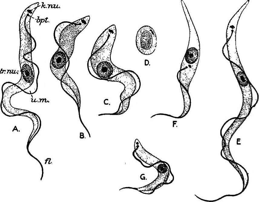 856x666 Image From Page 175 Of A Manual Of Elementary Zoology