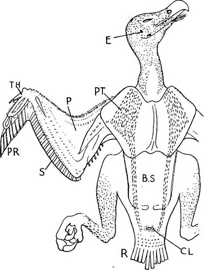 672x888 Image From Page 678 Of Outlines Of Zoology (1916)