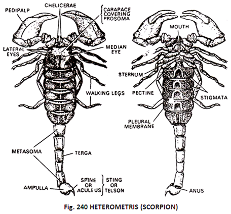 456x424 Structure Of Scorpions (With Diagram) Zoology