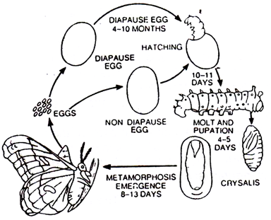 384x311 Structure Of Silk Moth (With Diagram) Zoology