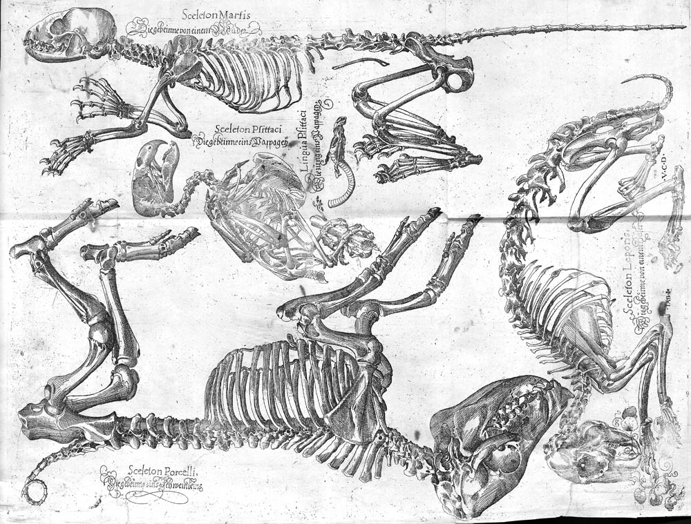 1000x759 The Bibliophile's Lair History Of Science