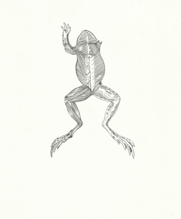 600x724 The Zoology Series On Behance