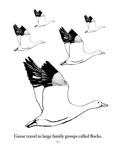 464x600 Zoology Coloring Pages