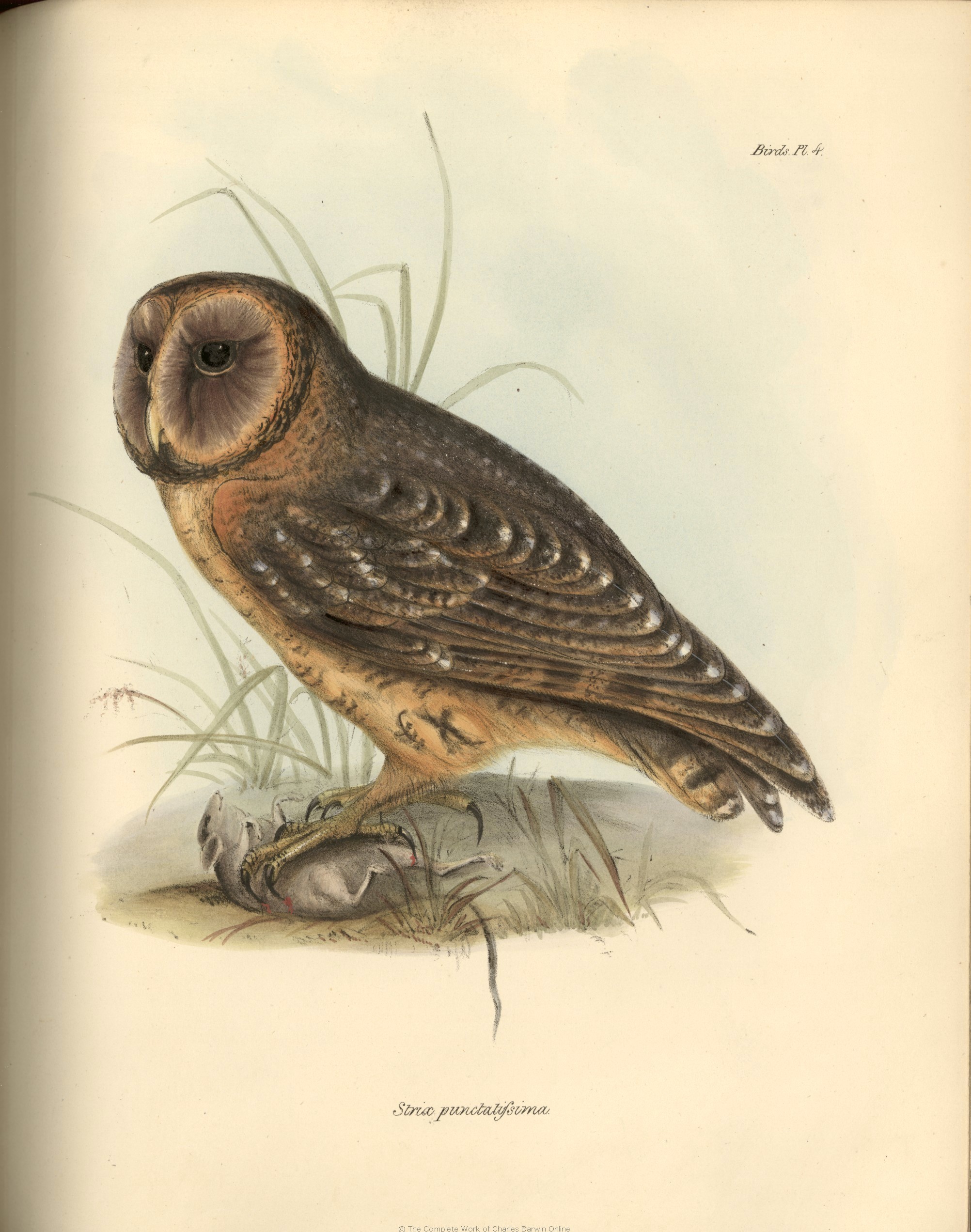 2004x2543 Charles Darwin Images The Zoology Of The Voyage Of H.m.s. Beagle