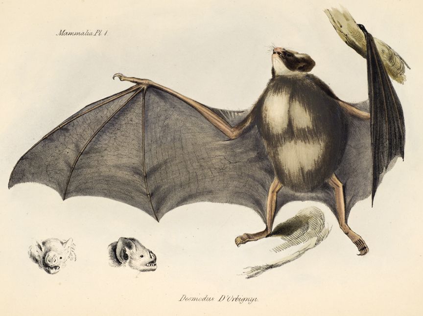 864x646 Desmodus Rotundus With Frontal And Profile Drawings Of Head