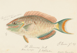 320x224 Open Collections Program Expeditions And Discoveries, Images