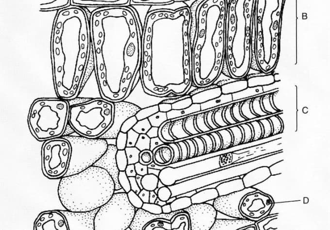 680x474 Draw Your Biology Or Zoology Or Botany Diagrams By Sakethsai