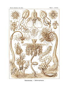 226x300 Zoology Drawings