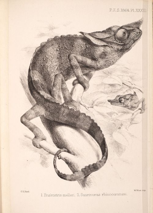 500x694 Artistsanimals From Proceedings The Zoological Society