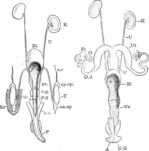 589x600 Fileimage From Page 743 Of Outlines Of Zoology (1916
