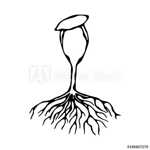 500x500 Vector Illustration Of Sprout With Seed And Roots. Seedling, Shoot
