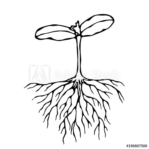 500x500 Vector Illustration Of Sprout With Three Leves And Roots. Seedling