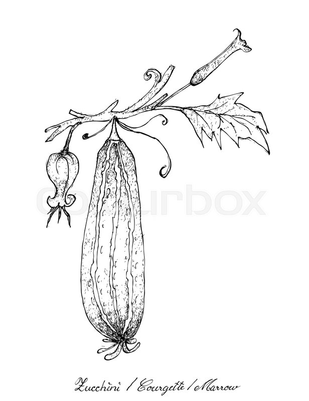 616x800 Vegetable And Herb, Illustration Of Hand Drawn Sketch Delicious